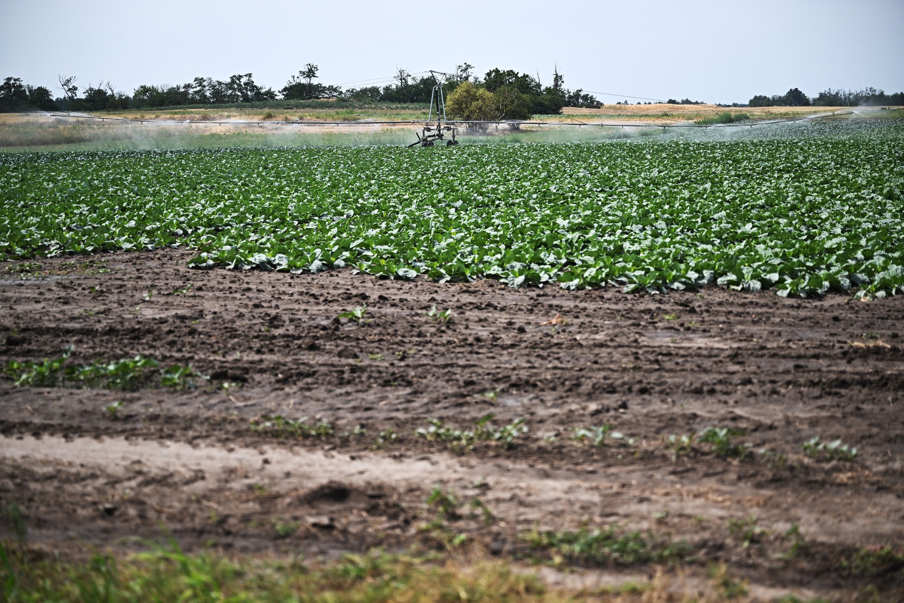 Ungaria utilizează apa din iazurile piscicole pentru a combate seceta agricolă