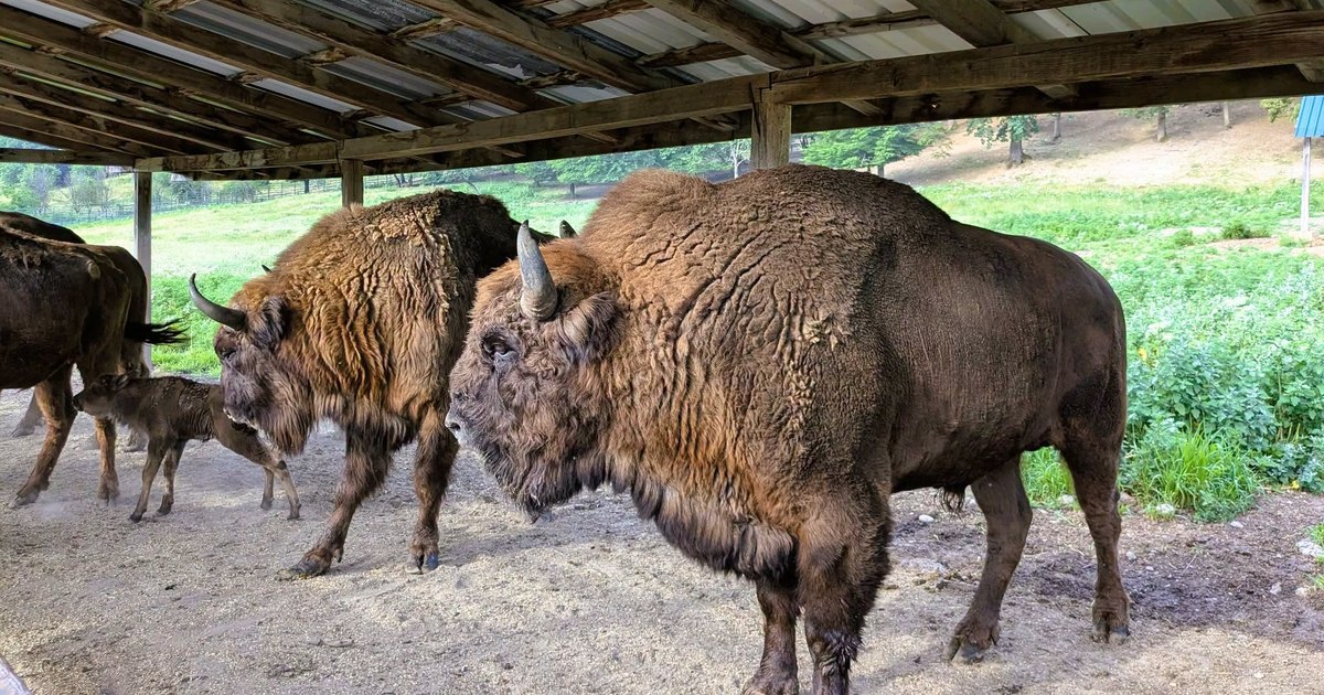 Povestea animalelor legendare din Carpați: cum au dispărut bourii și au fost salvați zimbrii