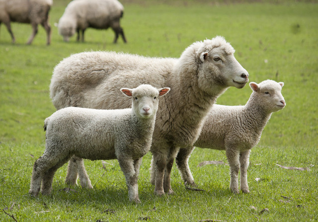 Exporturile de ovine în România ar putea fi reluate abia în 2027, avertizează liderul ciobanilor