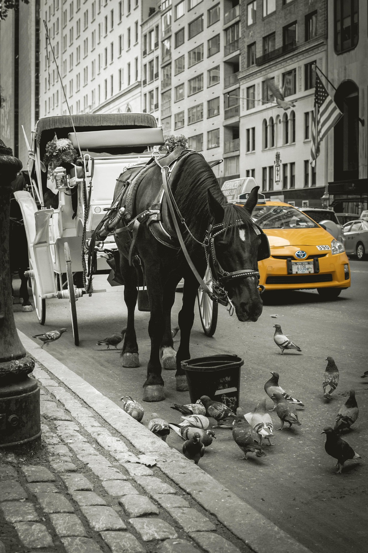 Autoritățile din New York vor interzice trăsurile cu cai din Central Park