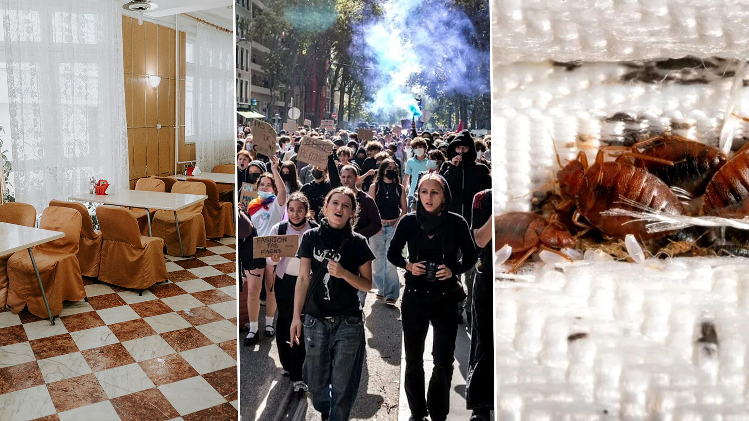 Probleme la începutul anului universitar: insecte la ASE și lipsă de mâncare la Iași
